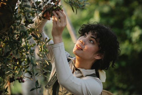 Free Ethnic female harvester collecting green olives from tree while looking up on farm in summer Stock Photo
