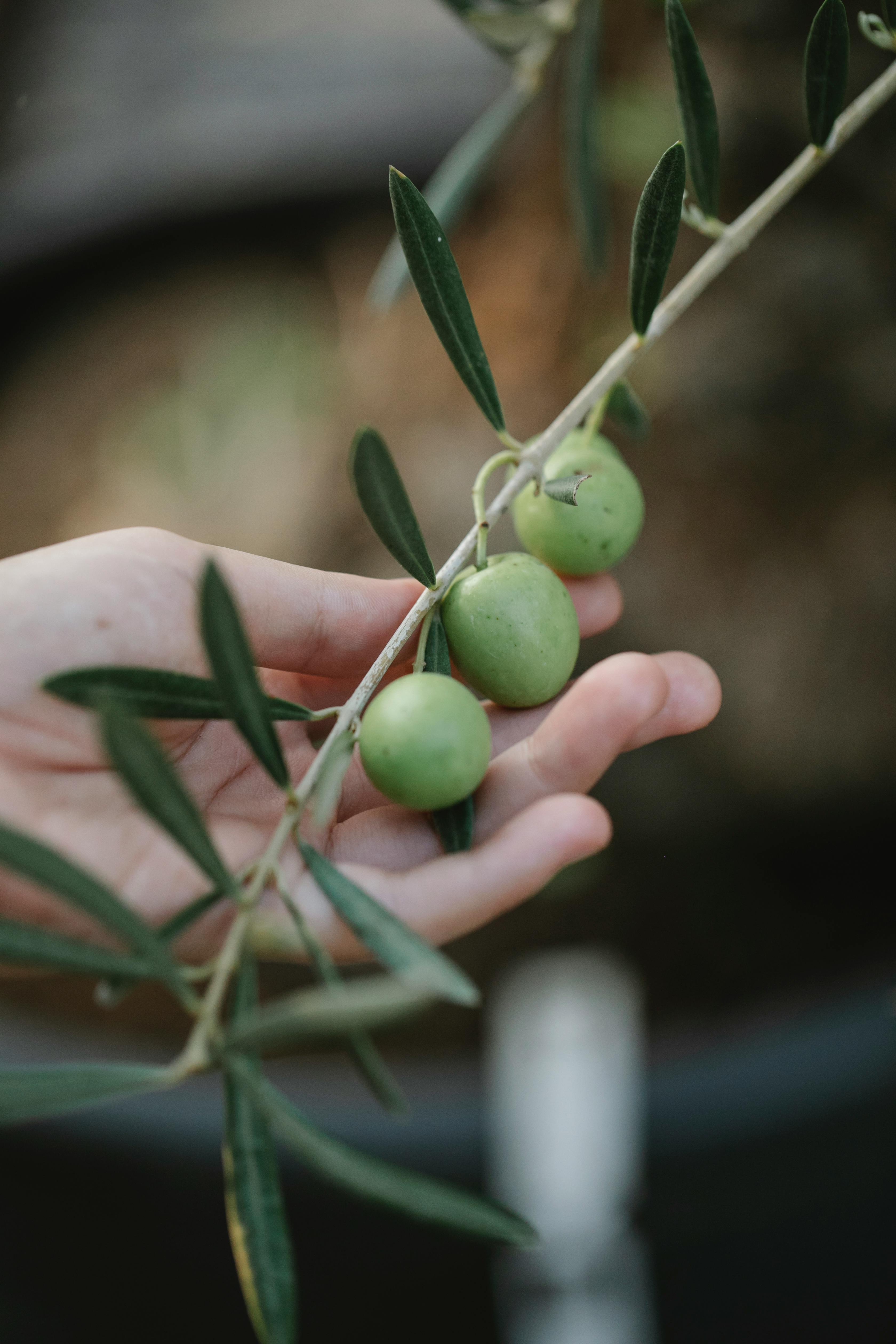 crop farmer showing green olives on plantation