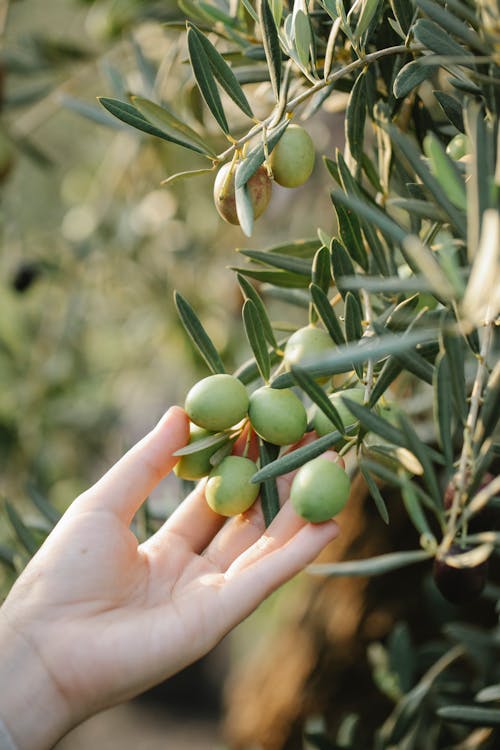 Crop anonymous grower touching green olive fruits on tree with long leaves on farm in sunlight