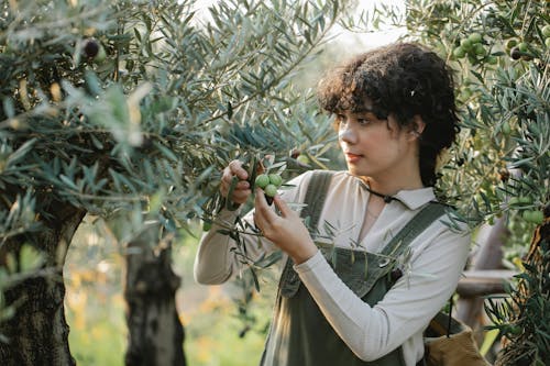 Ethnic farmer touching bunches of green olives on plantation