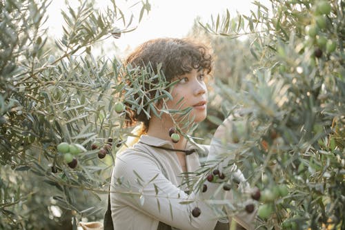 Ethnic female horticulturist looking at green olives on tree growing on farm in summer