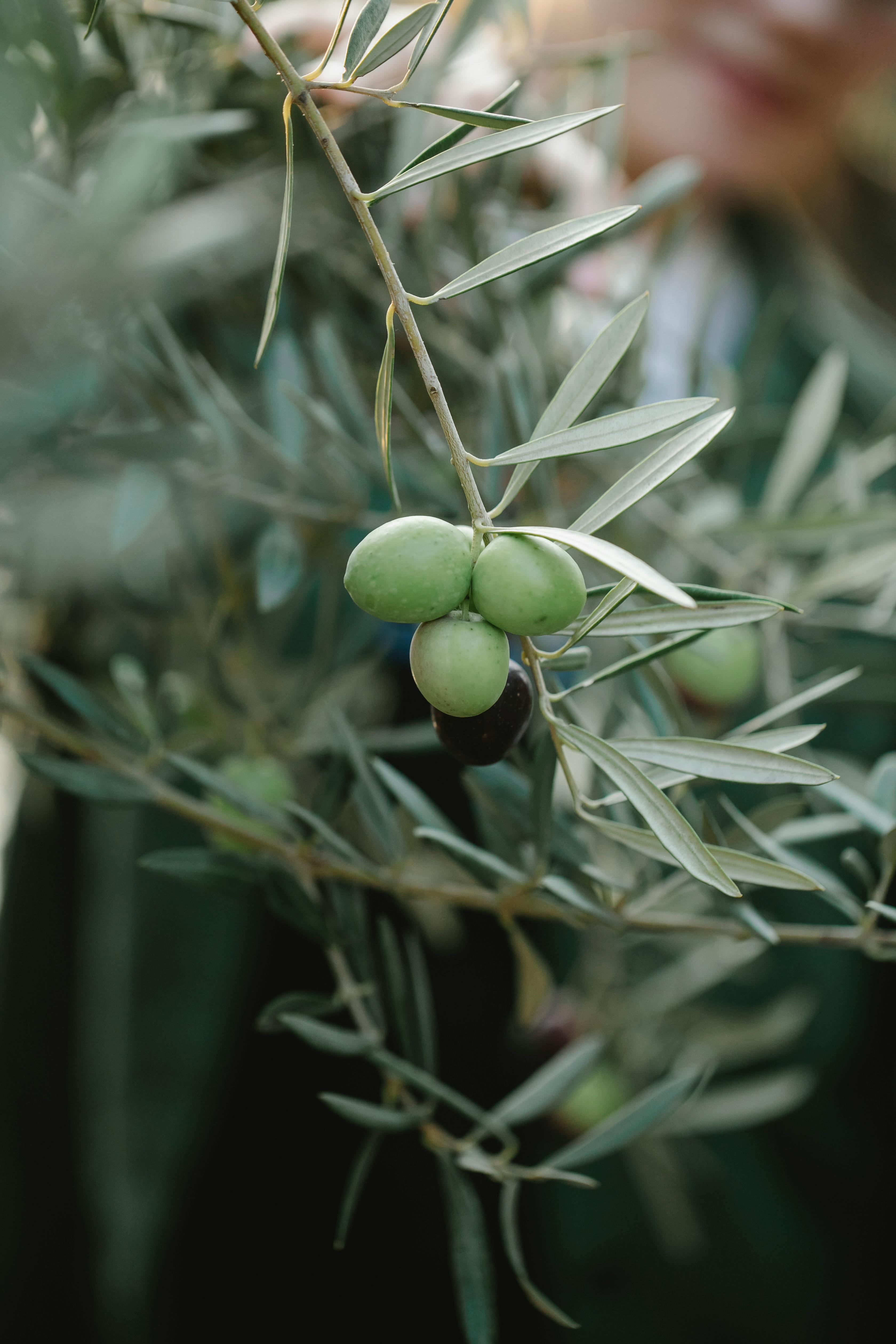 branch with green olives on countryside plantation