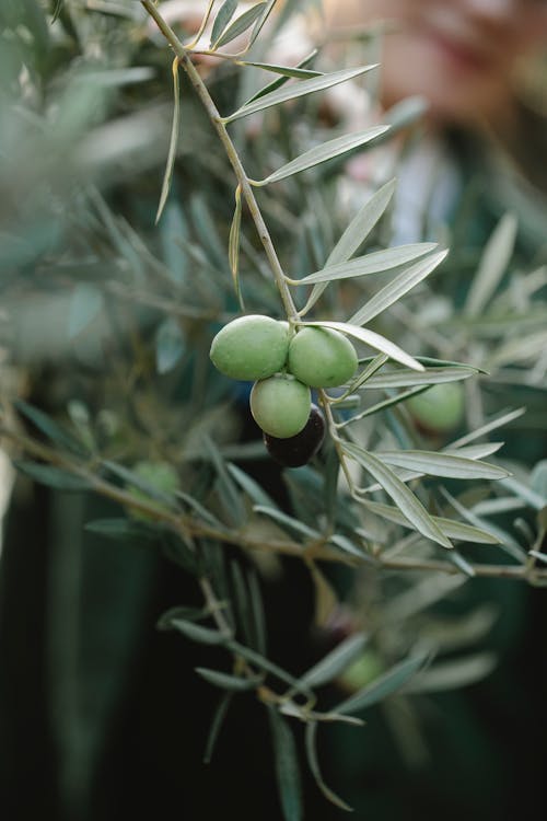 Branch with green olives on countryside plantation