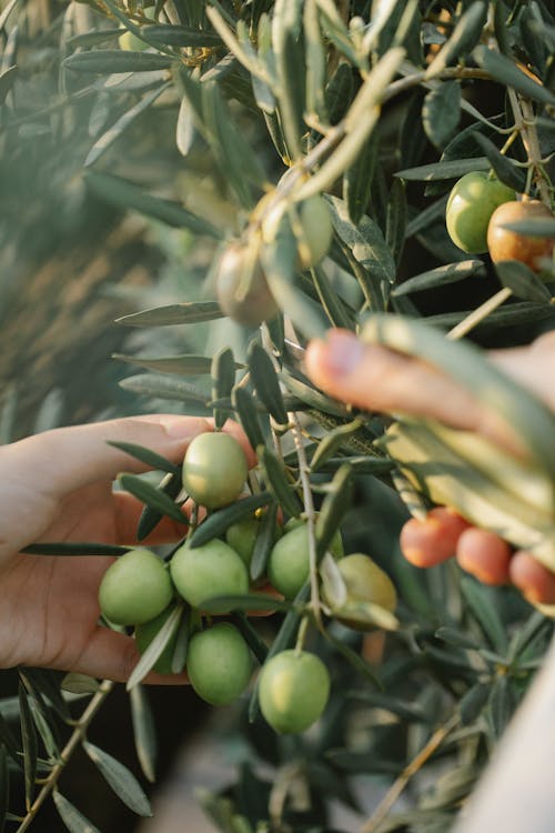 Faceless gardener touching bundle of olives on tree with green foliage on farm in sunlight