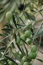 Green olive fruits growing on tree with thin stalks and pointed foliage in countryside