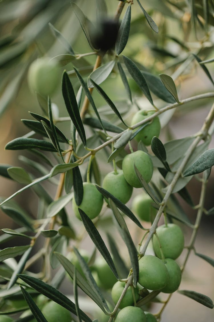 Branch With Green Olives On Farm In Daylight