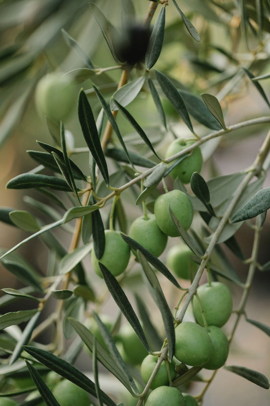 Olive verdi sull'albero, fotografia dimostrativa