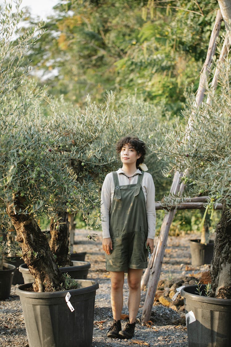 Ethnic Gardener Among Potted Olive Trees On Plantation