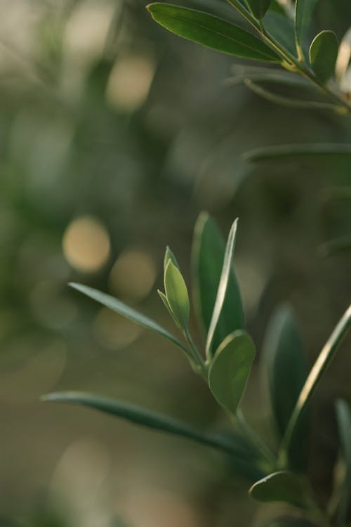 Gentle green plant leaves on thin stem growing in verdant summer park on clear day