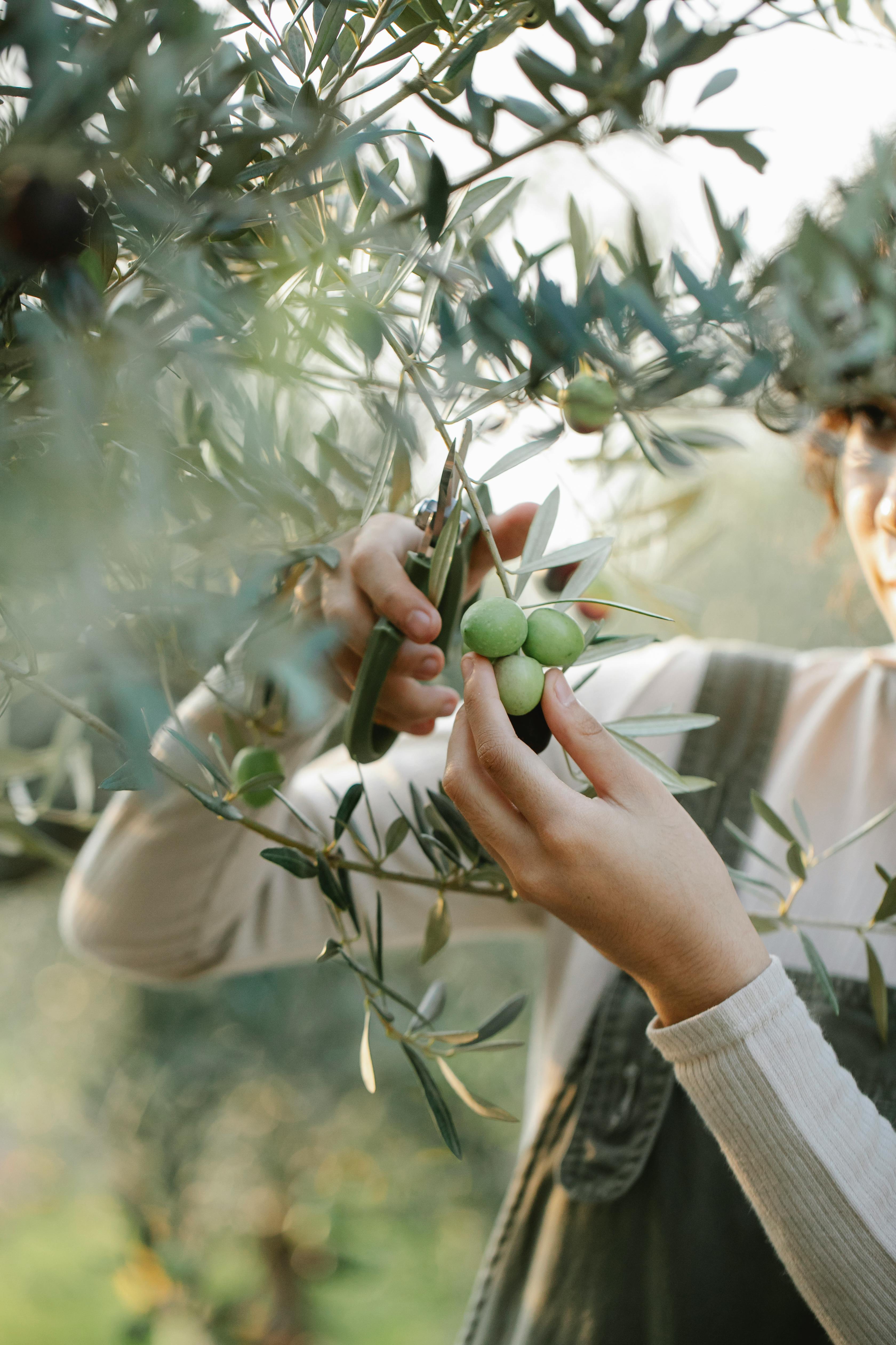 crop unrecognizable woman cutting olives on tree in garden