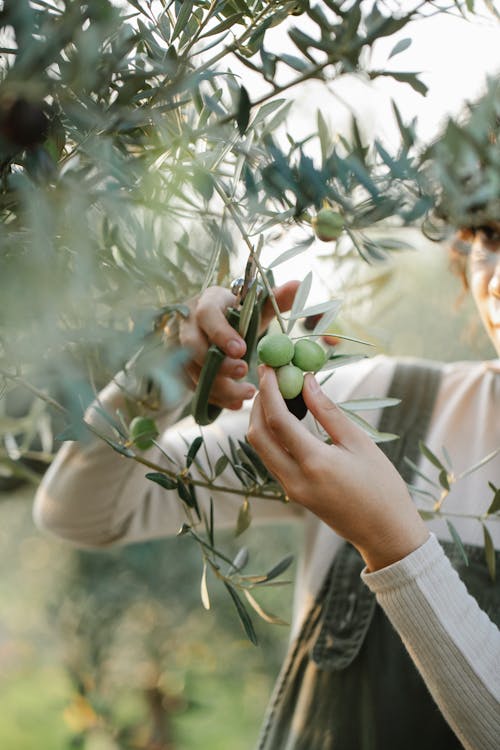 Free Crop unrecognizable woman cutting olives on tree in garden Stock Photo
