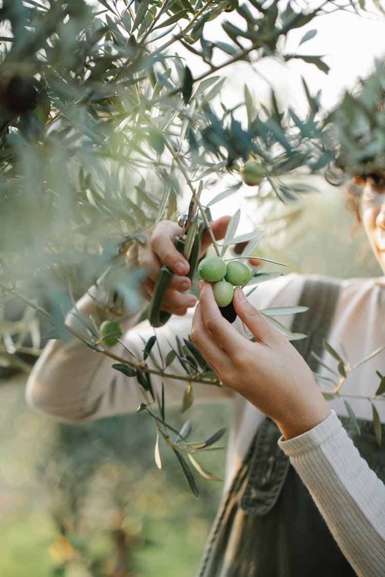 Crop Unrecognizable Woman Cutting Olives On Tree In Garden