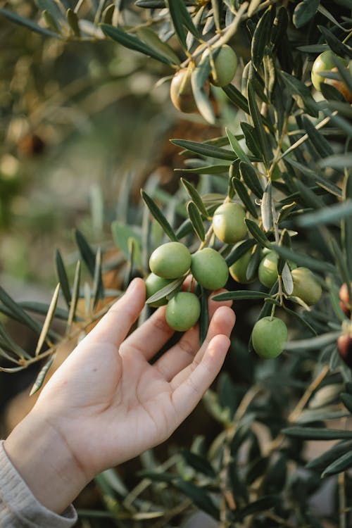 Een olijfboom met daarin olijven en een hand die deze olijven vastpakt