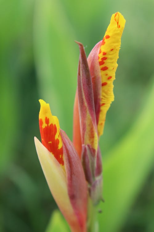 Close-Up Shot of Cannaceae Flower in Bloom