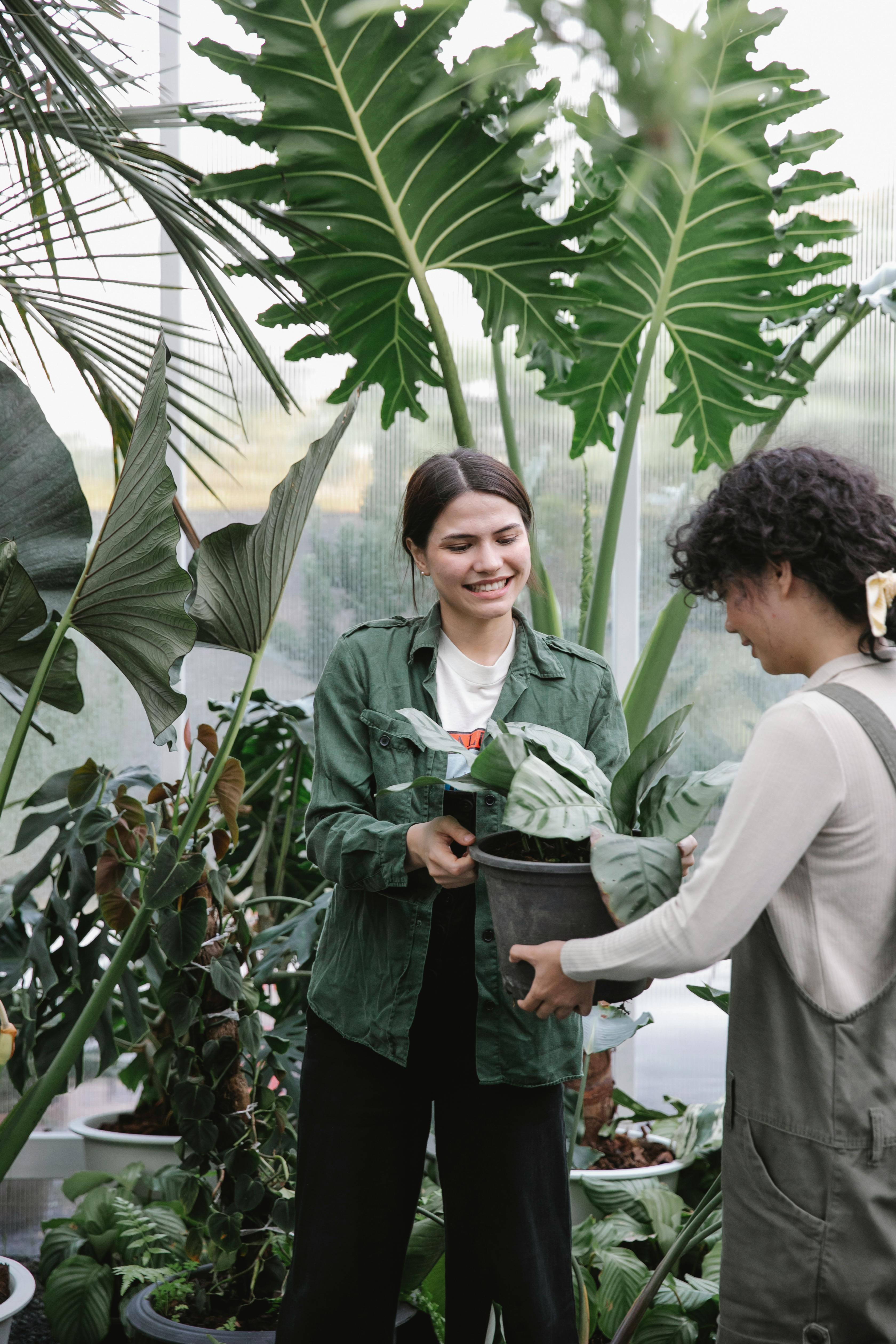 cheerful female gardeners working with lush plants in hothouse