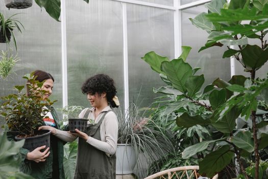 Cheerful young multiethnic female gardeners wearing casual clothes cultivating lush potted plants and working together in hothouse