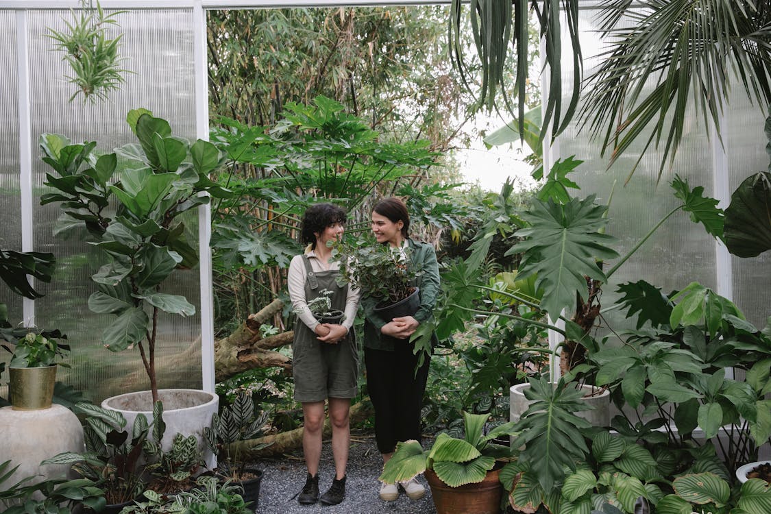 Free Full body of professional ethnic female gardeners looking at each other while standing with flowerpots in greenhouse with various plants with green leaves Stock Photo