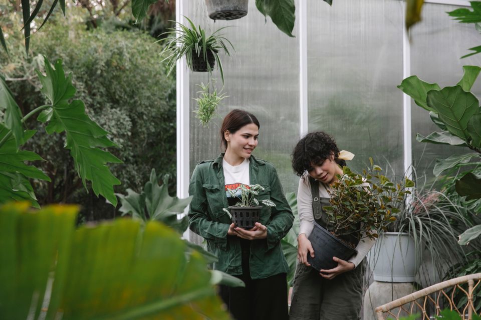Two nursery workers carrying plants together beside a greenhouse