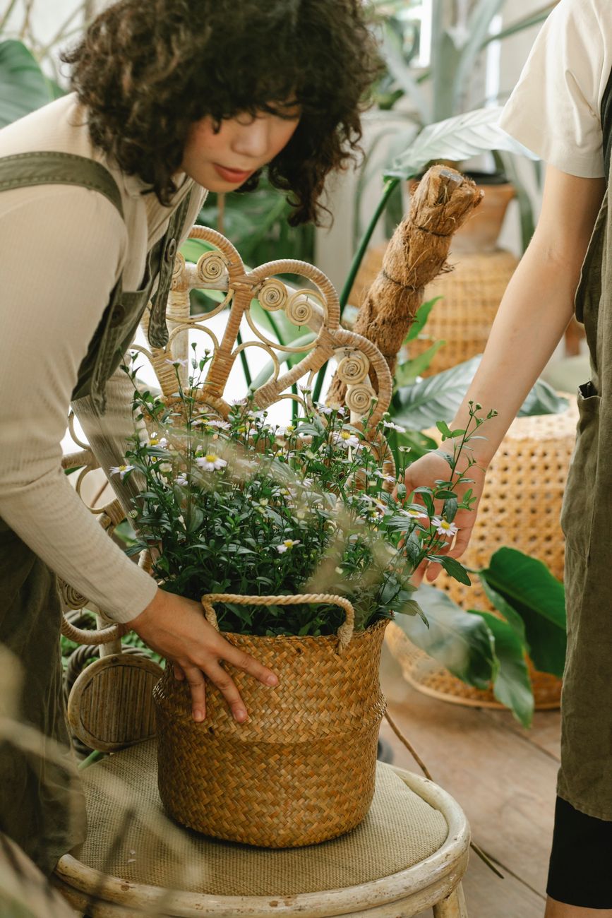 Concentrated ethnic female gardener standing at table with green flowers in wicker basket while working in orangery with anonymous coworker