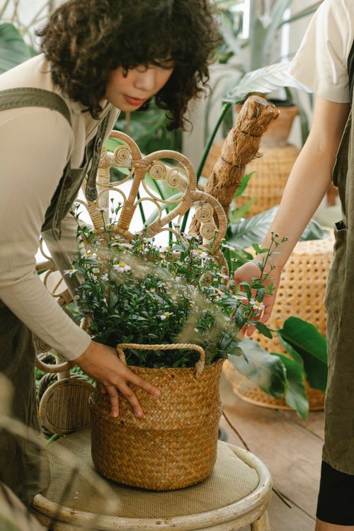 Free Concentrated ethnic female gardener standing at table with green flowers in wicker basket while working in orangery with anonymous coworker Stock Photo