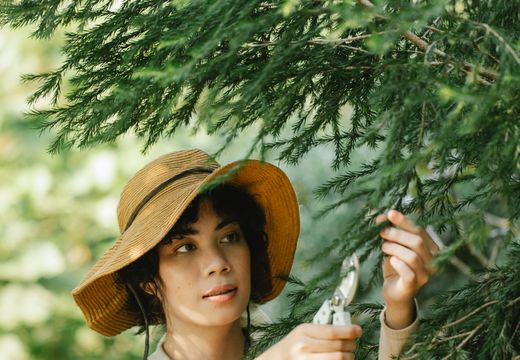 Gardener using a pruner to trim tree branches