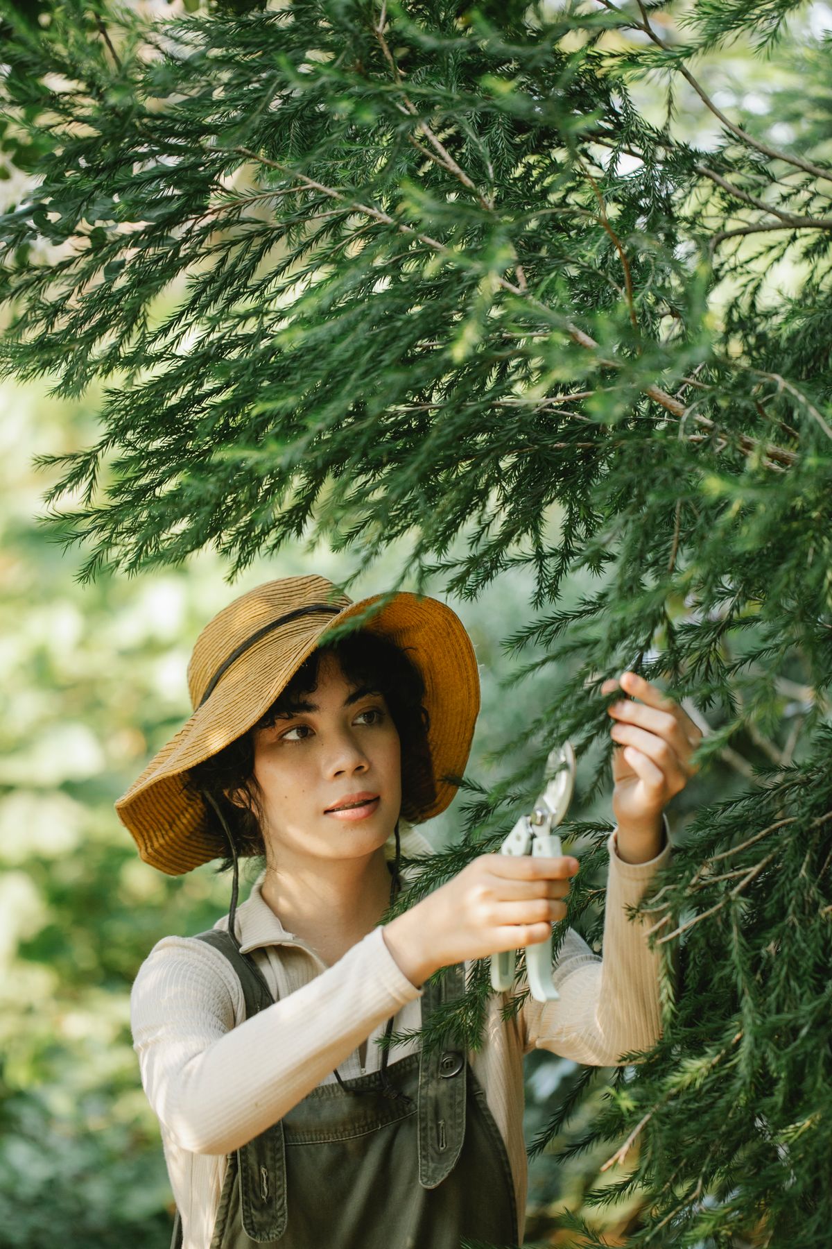 Toaletare arbori