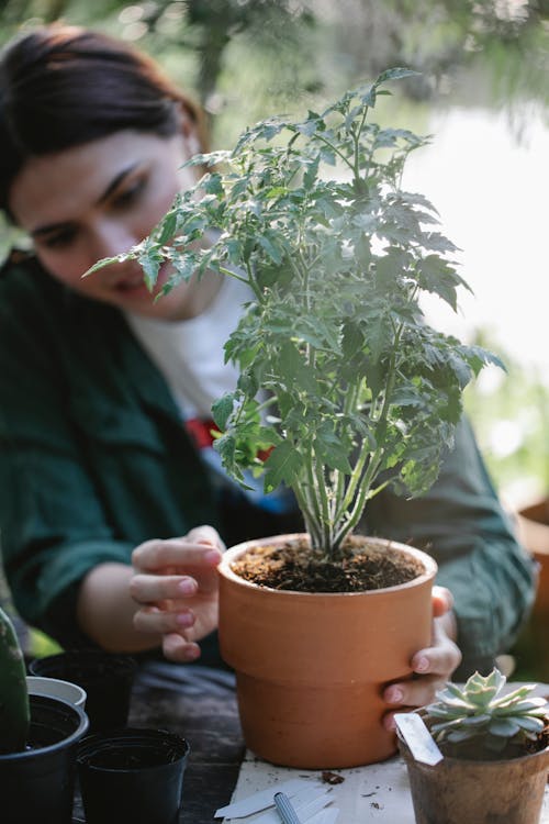 Concentrated ethnic female gardener sitting ta table with green flower planted in pot while working in garden on blurred background