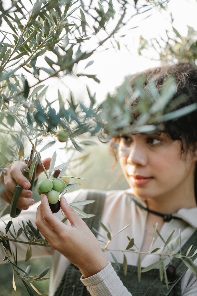 Focused Ethnic Woman Cutting Olive Branches