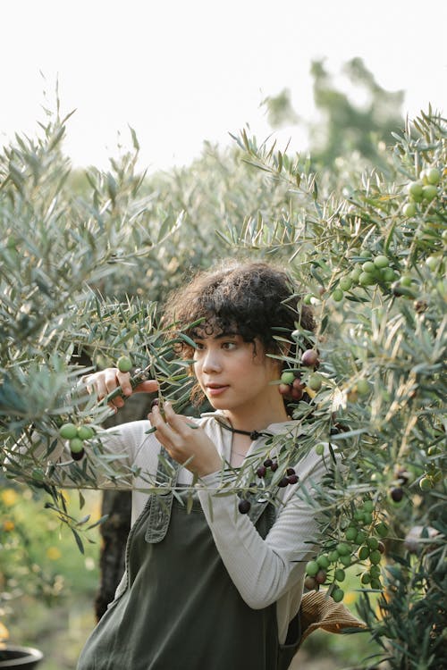 Serious ethnic female gardener with scissors cutting branches of olive tree while standing on plantation in garden during harvest season