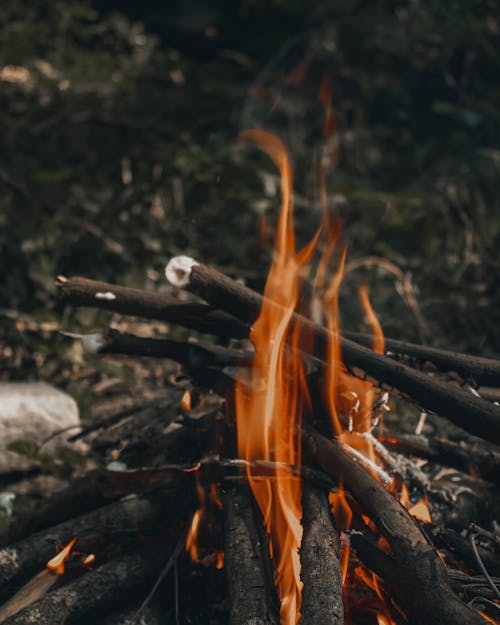 Close-Up Shot of Burning Woods