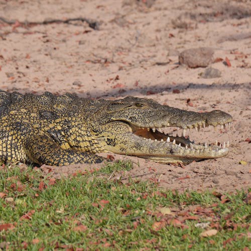 Grey and Yellow Crocodile Crawling With Open Mouth during Daytime