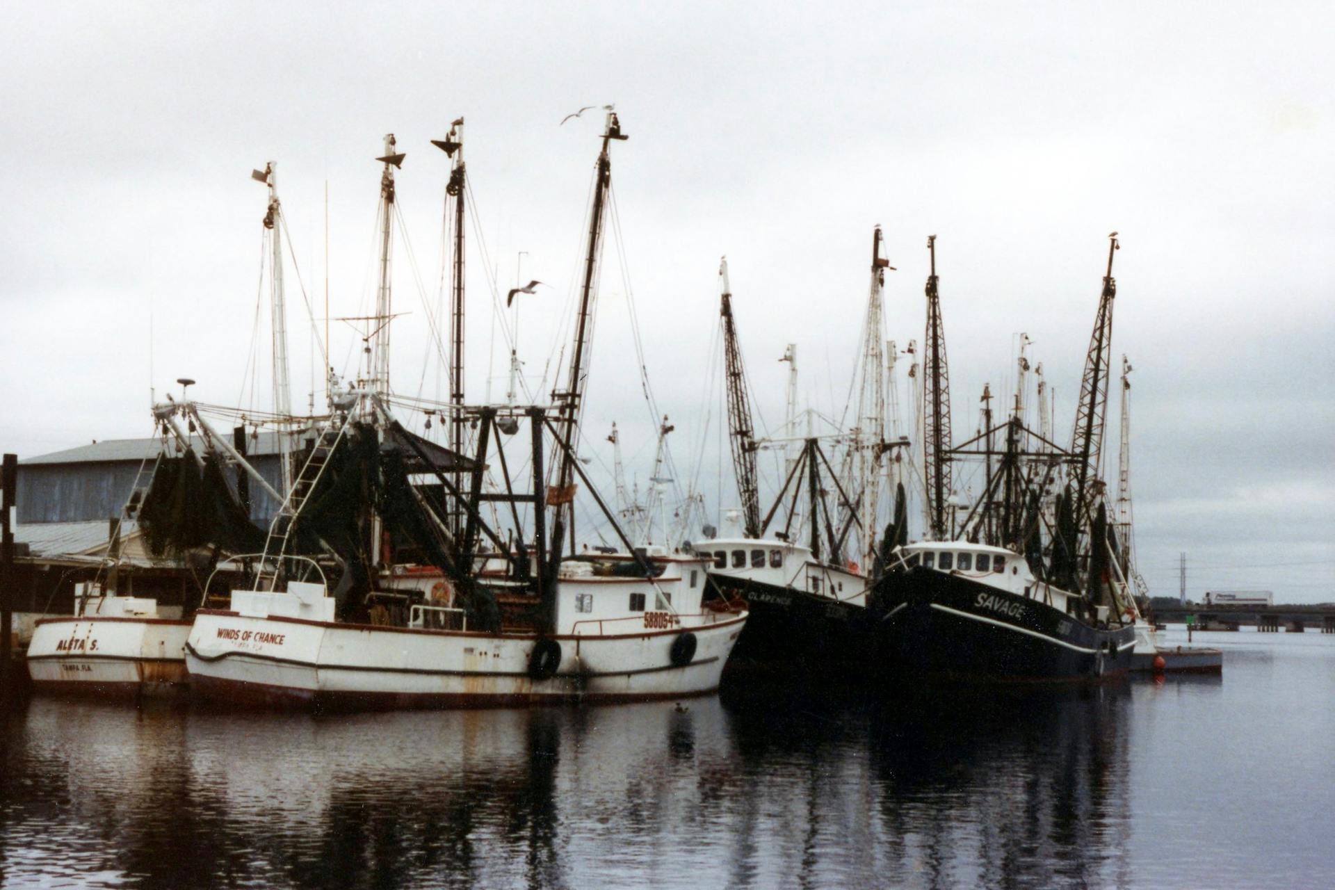 Several White Boats Near Dock
