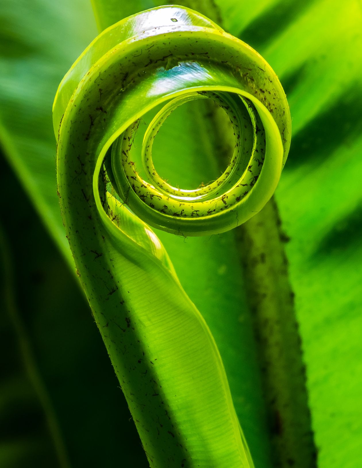 Bright green unfurling fern leaf representing a healthy growing referral loop