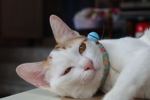 Free Close-up portrait of a relaxed domestic cat wearing a colorful collar, lying indoors. Stock Photo