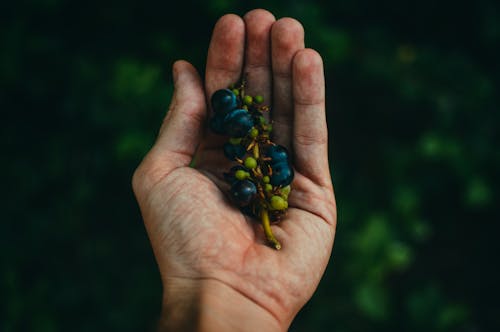 Blaue Beeren Auf Zweig In Menschlicher Hand Hohlen