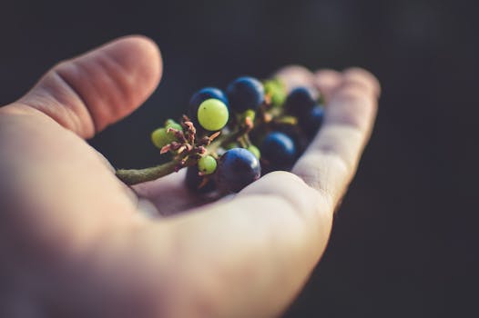 Person Holding Purple Grapes