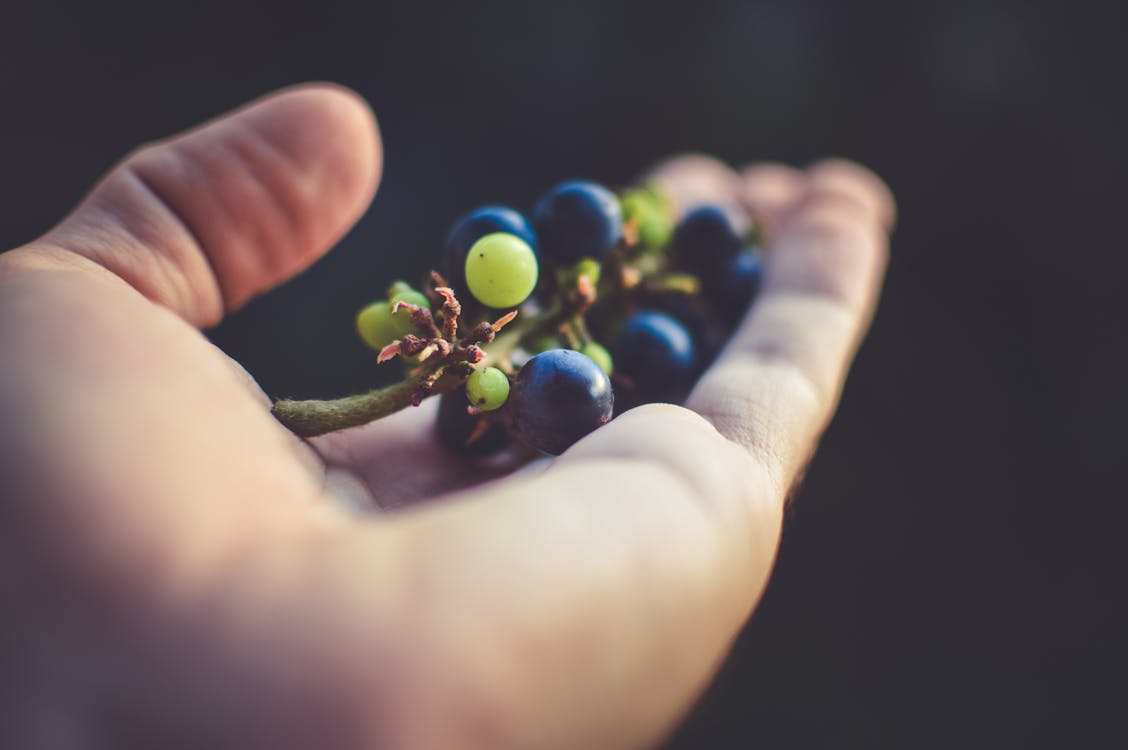 Free Person Holding Purple Grapes Stock Photo