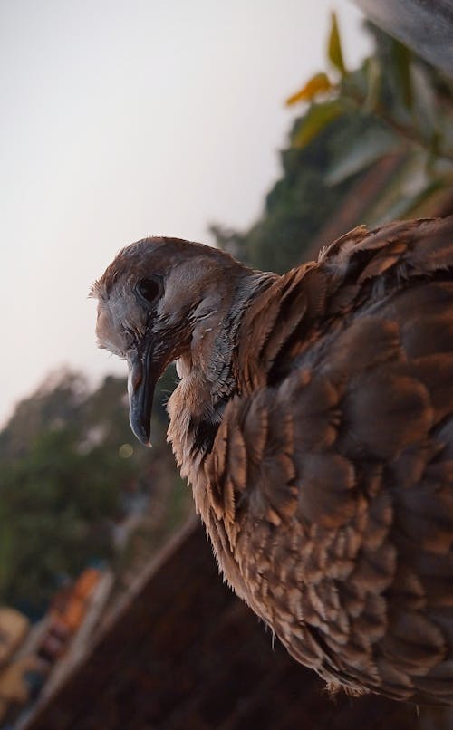 Foto profissional grátis de pássaro de pomba