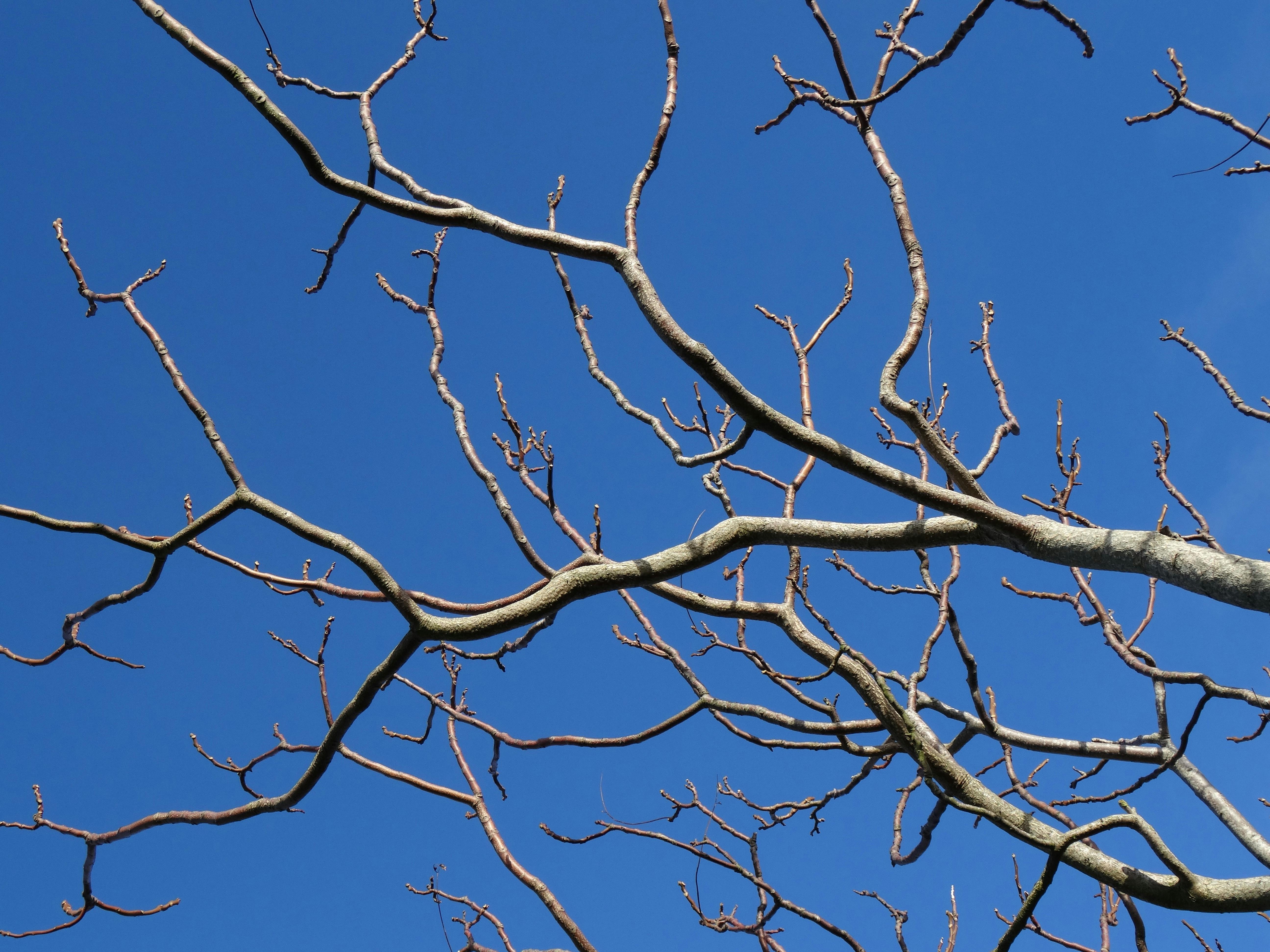 Kostenloses Foto zum Thema äste, baum, blauer himmel