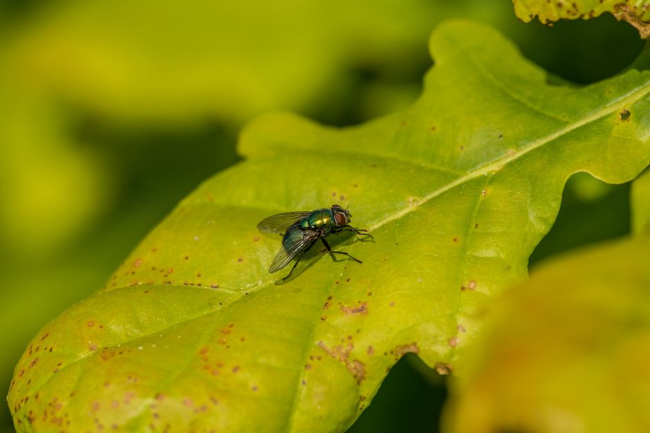 pest control near me