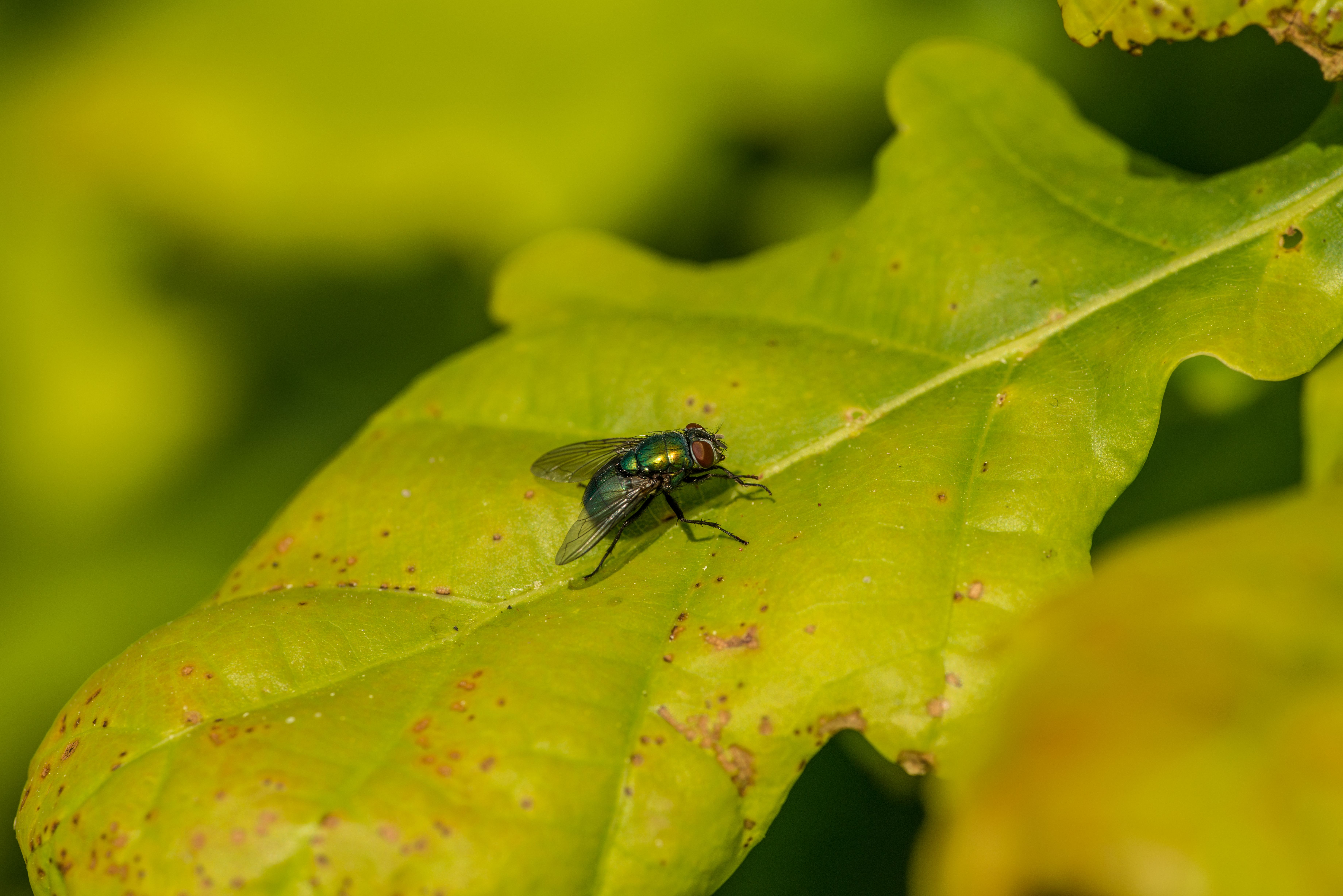 Fly Insect Photos 19,498+ Best Free Fly insect Stock Photos & Images ยท 100% Royalty-Free ...