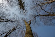 Photo of Bare Trees