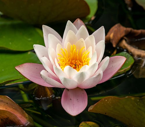 Free Close Up Shot of a Water Lily Stock Photo