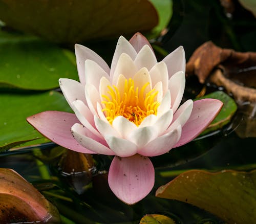 Close Up Shot of a Water Lily