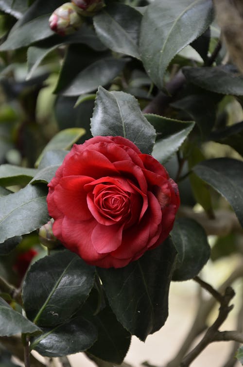 Красная роза кустовая одна роза