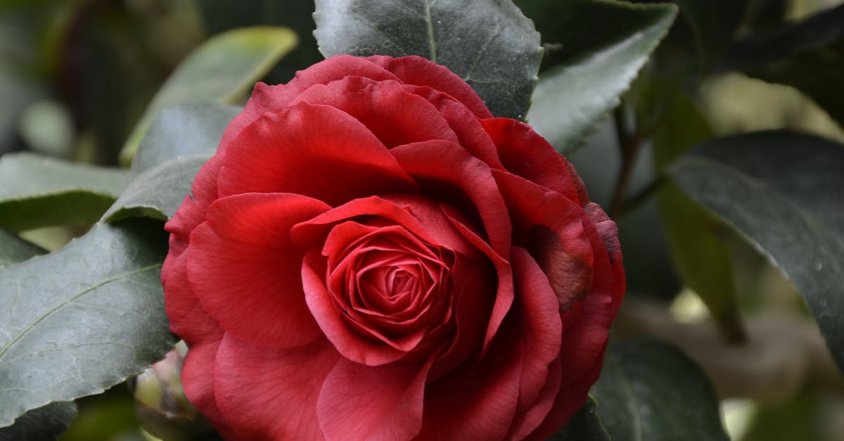 Red Rose Bush One Rose