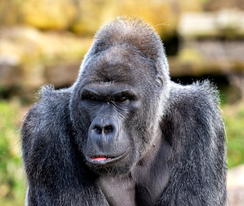 Kostenloses Stock Foto zu gorilla, großer affe, primas