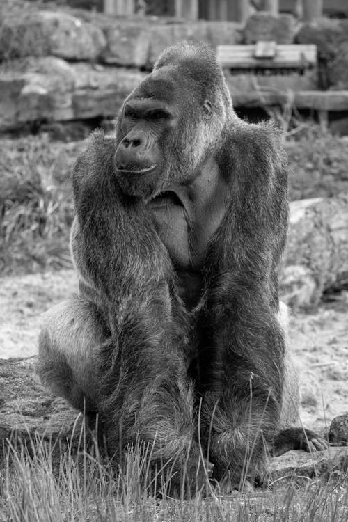 Foto profissional grátis de animais selvagens, animal selvagem, escala de cinza