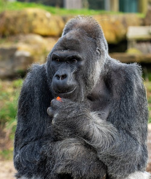 Free Close Up Photo of Black Gorilla  Stock Photo