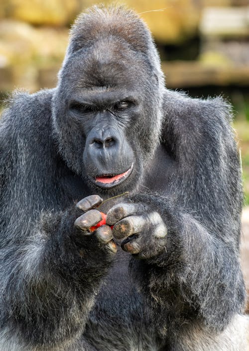 Kostenloses Stock Foto zu gorilla, großer affe, nahansicht